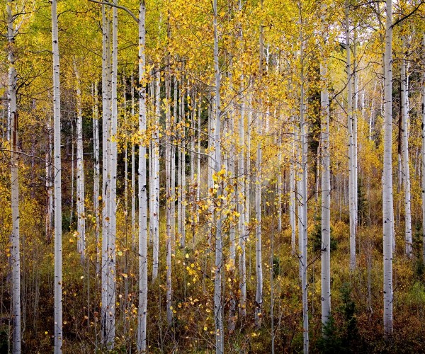 UTAH Birch Trees in Autumn